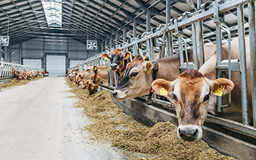 Gıda - Hayvancılık - Tarım